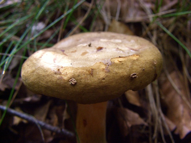 Paxillus involutus